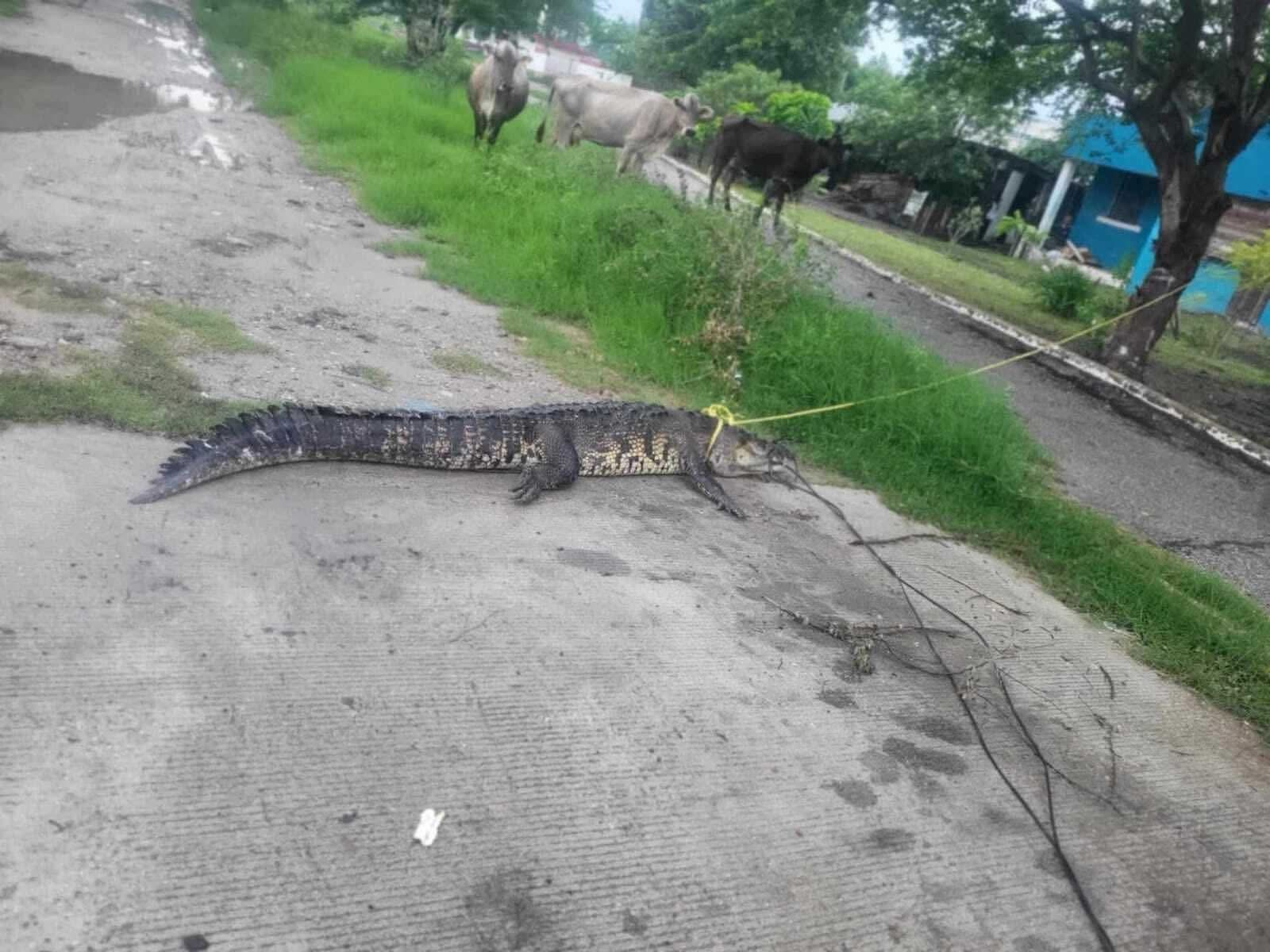 Chavito de 13 Años Atrapa Cocodrilo de Más de Dos Metros en Ciudad Madero